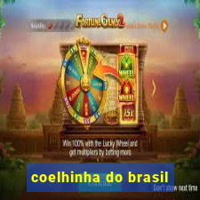 coelhinha do brasil